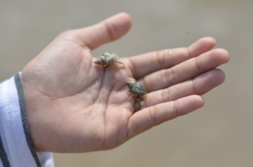 Obraz premium hand with diamond ring