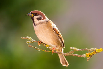 Sparrow on tree branch, resting calmly.