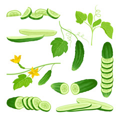 Cucumber Crop with Sliced Elements and Leaves Vector Set