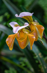 Paphiopedilum orchid on Doi Ang Khang, Chiang Mai, Thailand