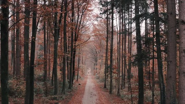 Flying through the woods in November in 4K Aspen Look color graded