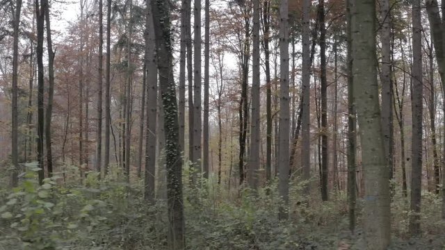 Flying through the woods in November in 4K