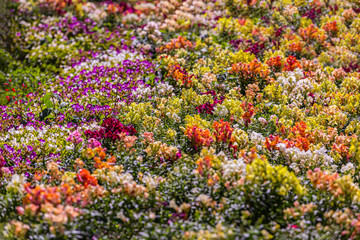 Multi flower with blurred background
