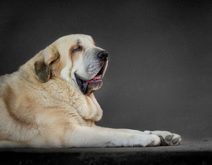  profile portrait of a spanish mastiff