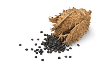 Dried Datura thornapple withblack seed