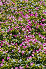 A beautiful wishbone flower for background