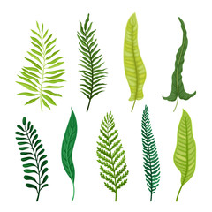 Ferns Set. Botanical Detailed Vector Illustrated Collection