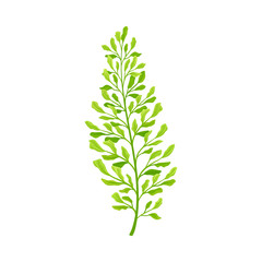 Green Leaf of Fern Isolated On White Background Vector illustration