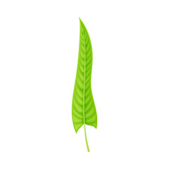 Green Leaf of Fern Isolated On White Background Vector illustration