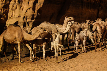 Portrait of drinking camels in canyon aka guelta Bashikele ,East Ennedi, Chad