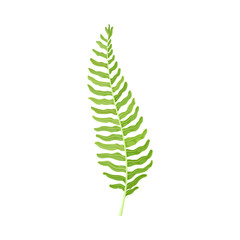 Fern Plant Decorative Leaf Isolated On White Background