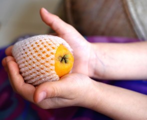 Photo of a ripe loquat fruit in protective fruit packaging sleeve net, in child's hands. Fruit protection mesh.