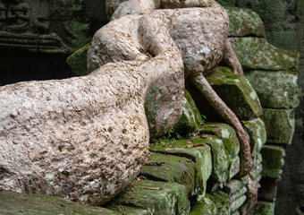 Roots on the old temples of Angkor in Cambodia, south-east Asia.