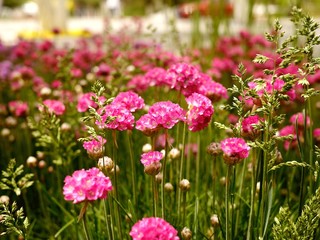 Obraz premium Photo background with a flower bed of bright pink flowers and grass on a sunny day.