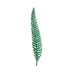 Green Branch of Wild Fern Vector Illustration For Graphic Decoration of Cards