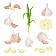 Whole Garlic and Its Parts Vector Set