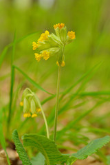  Echte Schl&uuml;sselblume (Primula veris)