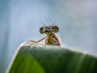 Close up of a dragonfly on a pond in nature