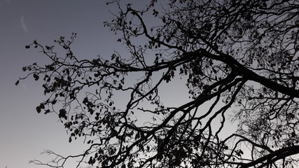 silhouette of tree on black background