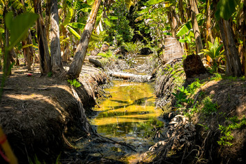 swamp landscape in vietnamese jungle at mekong - 305675007