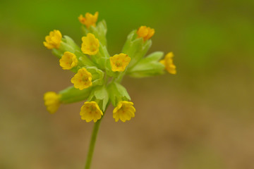  Echte Schlüsselblume (Primula veris)