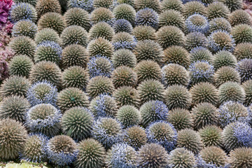 Wide angle beautiful background of cactus plants. Colorful green Echinocactus plants. Wallpaper...