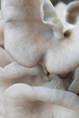 Fototapeta na wymiar Mushrooms. Fungus.