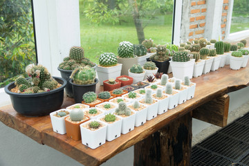 cactus house