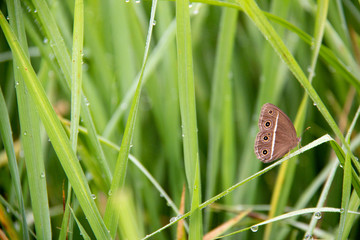 Brown butterfly in a green rice field in Myanmar.