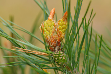 Fortpflanzungsorgane der Schwarzkiefer
