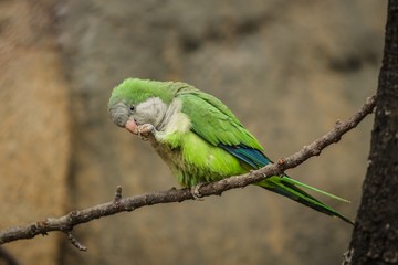 Colorful green, blue and grey monk parakeet sitting on branch feeding on seed. Blurry brown background.