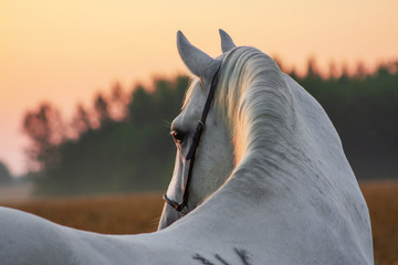 Gray lipizzaner breed stallion standing in the oat field and looking aside. Animal portrait close up.