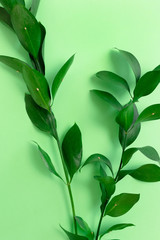 Close up of ruscus branches on green pastel background