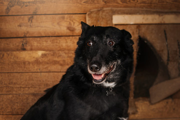 black mixed breed dog posing in animal shelter cage