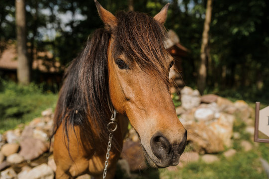 close up photo of a brown horse in a farm