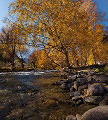 Russia. Mountain Altai. River Big Ilgumen near the village Kupchegen