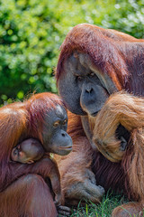 Family portrait of parents and child of Asian orangutans outdoor, details, closeup © neurobite