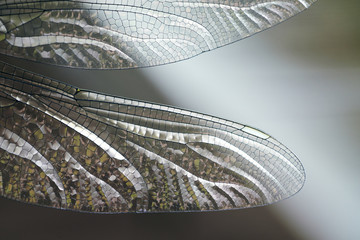 Close up of a dragonfly on a pond in nature