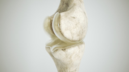 healthy knee without osteoarthritis - Position 1 - lateral - 3D Rendering - obrazy, fototapety, plakaty