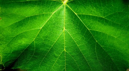 Closeup photo of a bright green vine leaf. Leaf structure background.