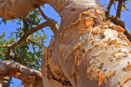 Boswellia - frankincense tree - Socotra island