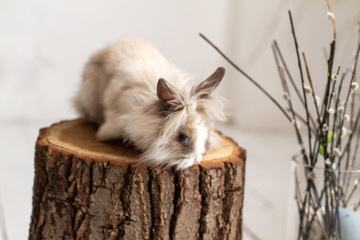 Gray shaggy fluffy rabbit. Easter Bunny.
