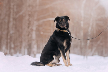 big mixed breed dog sitting outdoors in the snow