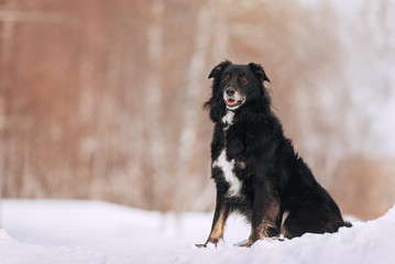 big mixed breed dog sitting outdoors in the snow