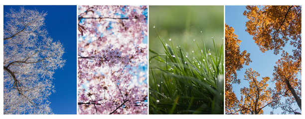 Collage seasons . All season. Seasons in one photo. Winter spring summer autumn. Tree branch. Grass...