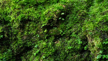 Beautiful Bright Green moss grown up cover the rough stones and on the floor in the forest. Show...