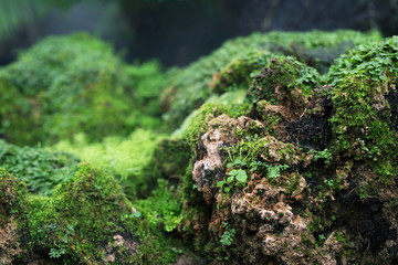 Naklejka na ściany i meble Beautiful Bright Green moss grown up cover the rough stones and on the floor in the forest. Show with macro view. Rocks full of the moss texture in nature for wallpaper. soft focus.