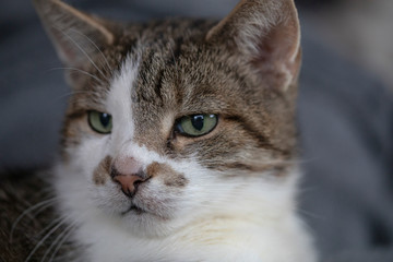 Katzenportrait Blick links