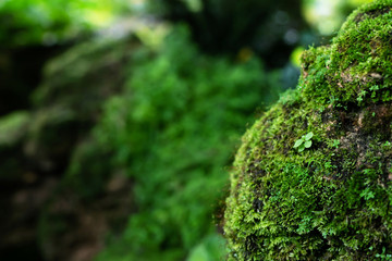 Beautiful Bright Green moss grown up cover the rough stones and on the floor in the forest. Show with macro view. Rocks full of the moss texture in nature for wallpaper. soft focus.