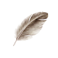 Bird feather watercolor realistic close up illustration. Duck or goose soft natural down image. Fluffy smooth quill isolated on white background.